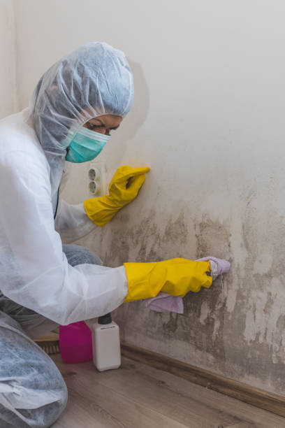 Best Real Estate Mold Inspection  in Tempe, AZ
