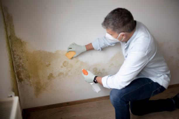 Best Biohazard Mold Removal  in Tempe, AZ